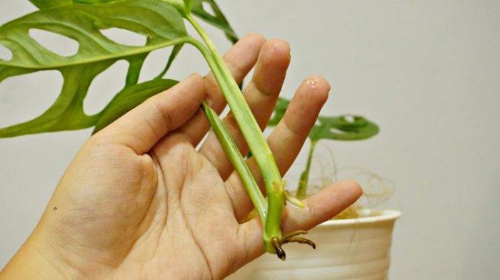 Terungkap, Asal Usul Lubang Lubang Pada Daun Janda Bolong, Berikut Ini Penjelasannya