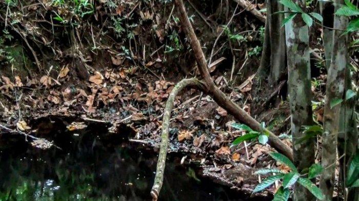 Hati-hati, Ternyata Jenis Kayu Bajakah Ada yang Beracun