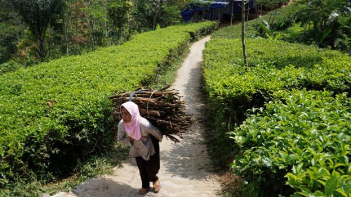 Retribusi Kebun Teh Nglinggo-Tritis Diusulkan Jadi Satu