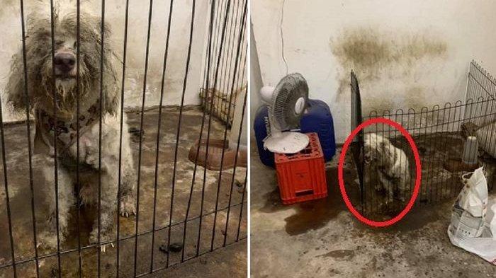 Kejam, Gara-gara Tak Lucu Lagi Pemilik Tinggalkan Anjing Ini di Ruangan Gelap dan Penuh Tikus!