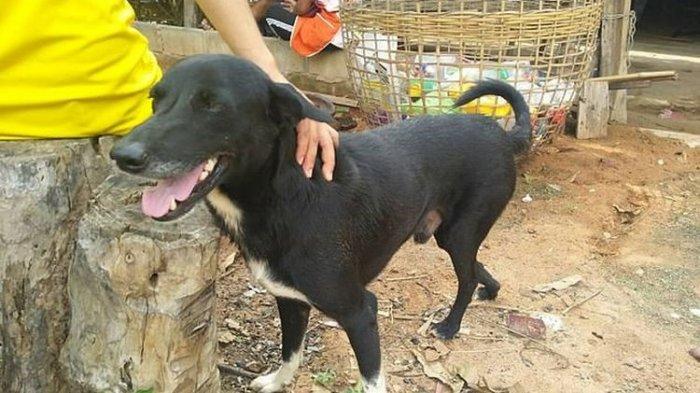 Kisah Kepahlawanan Ping Pong, Anjing Cacat Selamatkan Bayi Mungil yang Dikubur Hidup-hidup Ibunya