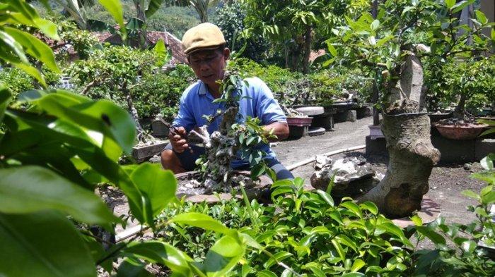 Kisah Kolektor Bonsai Asal Bantul : Separo Umur Dwiono Digunakan untuk Rawat Bonsai