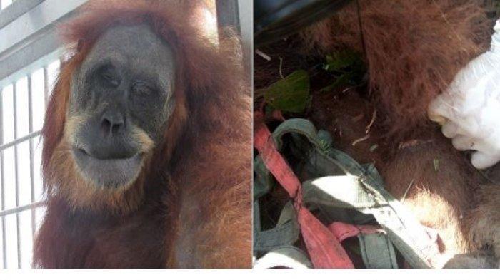 Kisah Tragis Orangutan Hope di Aceh, Tubuhnya Kritis setelah Diberondong 74 Peluru dan Bayinya Mati