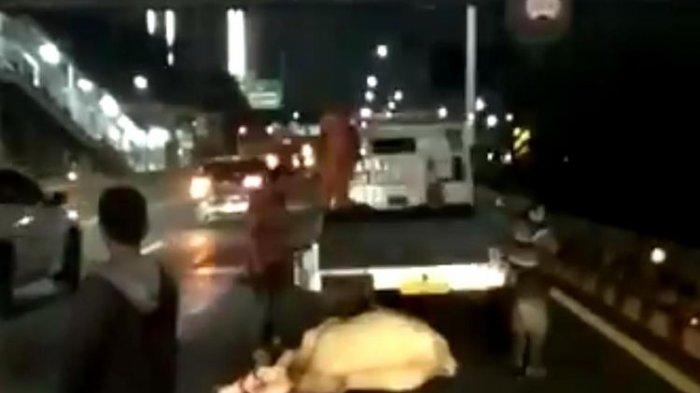 Kronologi Sapi Kurban Tertabrak Taksi di Tol Tomang, Langsung Disembelih Pemilik Karena Luka Parah