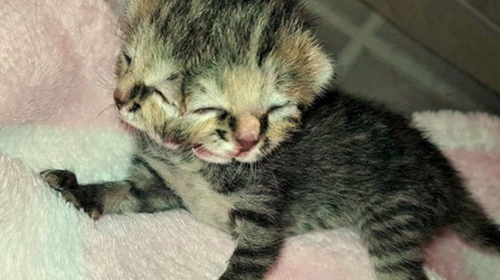 Kucing Bermuka Dua Ini Curi Perhatian Warganet