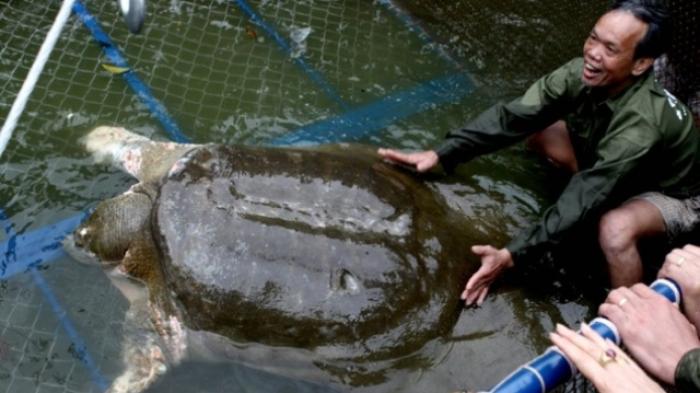 Vietnam Berkabung Gara-gara Kematian Kura-kura Berumur 100 Tahun
