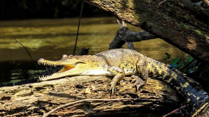 Spesies Buaya yang Baru Ditemukan Ini Memiliki Tubuh Ramping dan Sisik Lembut