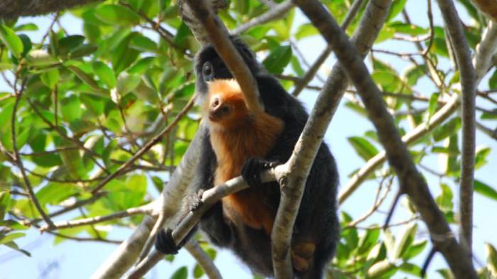 monyet (sumber: balurannationalpark.id)