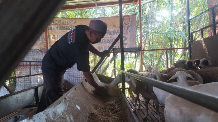 Musim Kemarau, Peternak Sapi di Sleman Kesulitan Dapatkan Pakan