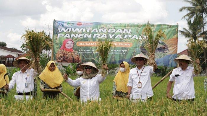 Panen Padi di Sleman Mundur Tiga Bulan, Harga Beras Meroket