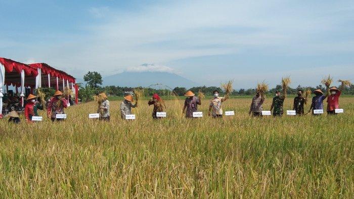SK PVT Padi Rojolele Srinar dan Srinuk Milik Klaten, Bupati Sri Mulyani: Butuh Perjuangan Panjang