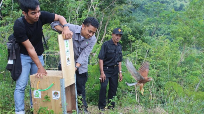 Tahun Ini, BKSDA DIY Bakal Survey Habitat dan Populasi Burung Raptor