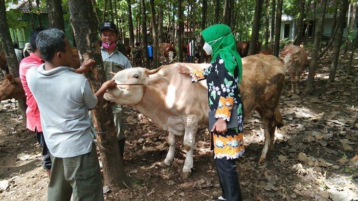 Ribuan Sapi di Klaten Disuntik Vaksin Antraks, Peternak: Alhamdulillah Semoga Kebal Virus