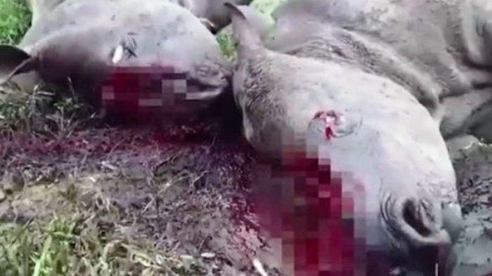 Peringatan! Video Mengerikan Badak Dibiarkan Mati Setelah Culanya Dipotong Pencuri