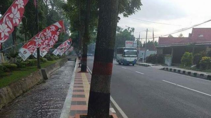 Pohon Tumbuh di Guiding Block Bagi Tunanetra, Warganet pun Menghujat dan Saling Berdebat