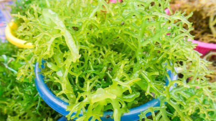 rumput laut
