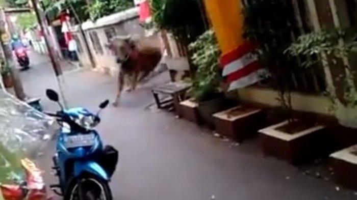 Viral Video Sapi Kurban Lepas, Bikin Panik dan Gegerkan Warga