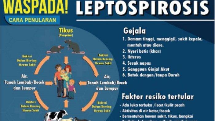 PENULARAN: Dinas Kesehatan Kabupaten Klaten mencatat sebanyak 76 kasus leptospirosis terjadi di Bumi Bersinar pada 2025. Dari jumlah tersebut dikabarkan sebanyak 16 orang meninggal dunia akibat terinfeksi penyakit leptospirosis.