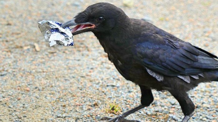 Taman Bermain Ini Latih Gagak untuk Punguti Sampah. Apa Tujuannya?