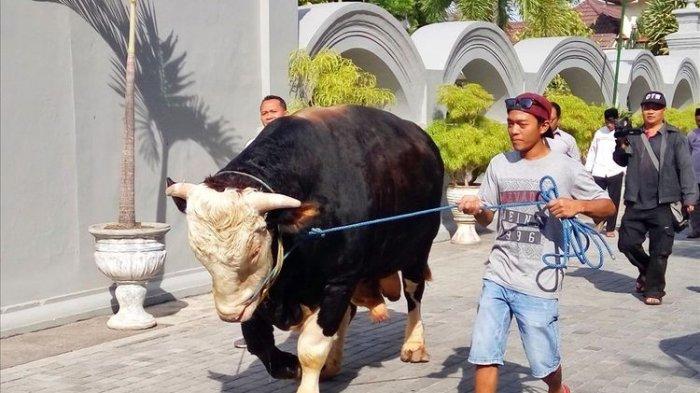 Si 'Black', Sapi Kurban Asal Sleman yang Dibeli Presiden Jokowi Mandi Dua Kali Sepekan