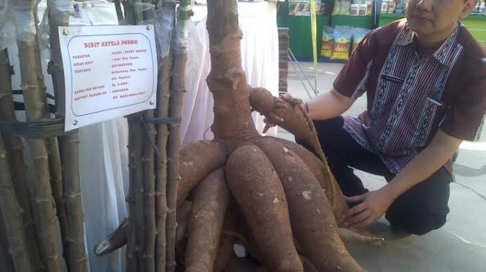 Wow, Ada Singkong Raksasa Seberat 40 Kilogram