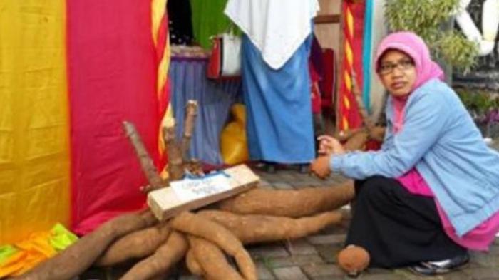 Singkong Raksasa Ini Dibanderol Rp 1,3 Juta