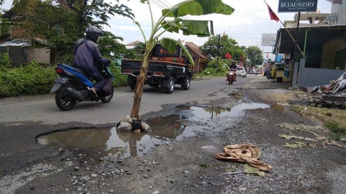 Warga di Tamantirto Bantul Berinisiatif Tanam Pohon Pisang untuk Tandai Jalan yang Berlubang