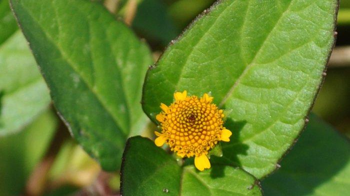 Jotang, Gulma yang Bermanfaat untuk Kesehatan Mulut