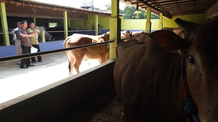 TPID DIY Cegah 'Mark Up' Harga Sapi Kurban
