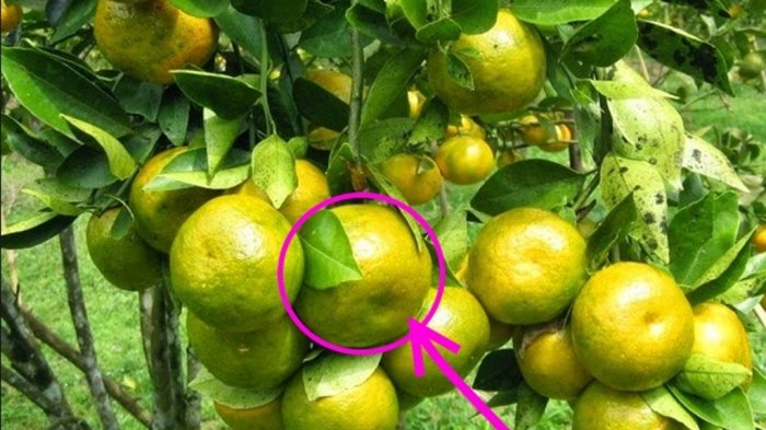 Banyak Orang Keliru Ambil yang Kecut, Ini Lima Tips Memilih Jeruk Manis dan Kaya Sari Buah