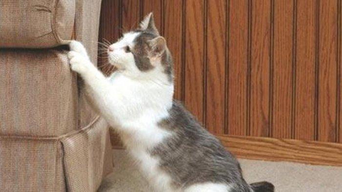 Tips Mencegah Kucing Menggaruk Ujung Sofa dan Kursi