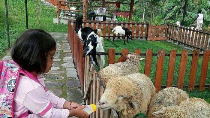 Keseruan diberbagai wahana yang ada di Mini Zoo Jogja Exotarium and Education Center