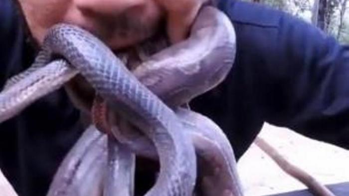 Pria Ini Tempatkan Ular di Mulut untuk Protes Penggundulan Hutan