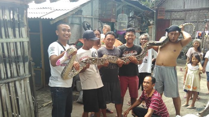Butuh Tiga Orang untuk Jinakkan Ular Sanca 3 Meter di Ndalem Tejokusuman
