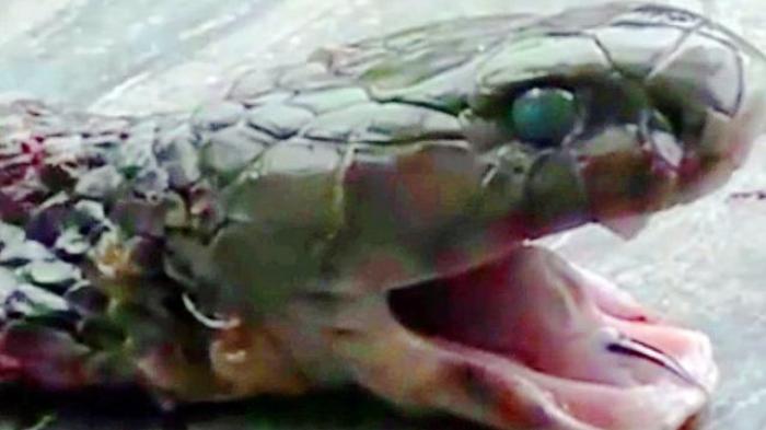 Ngeri, Ular Sudah Mati Pun Ternyata Masih Bisa Membunuhmu