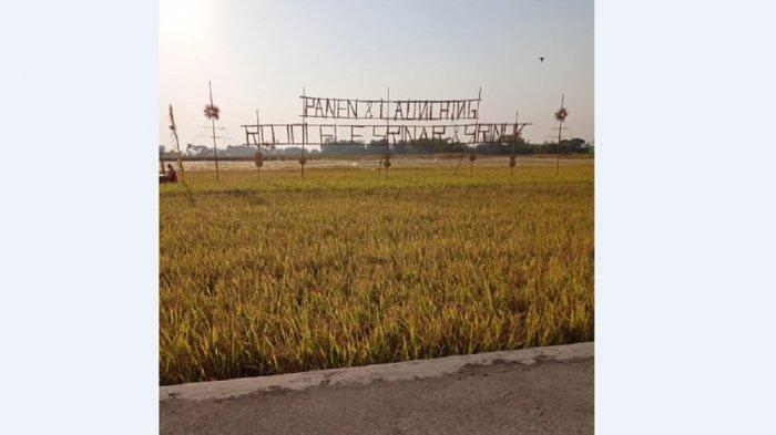 Varietas Padi Unggul Klaten Rojolele Srinar dan Srinuk Resmi Meluncur