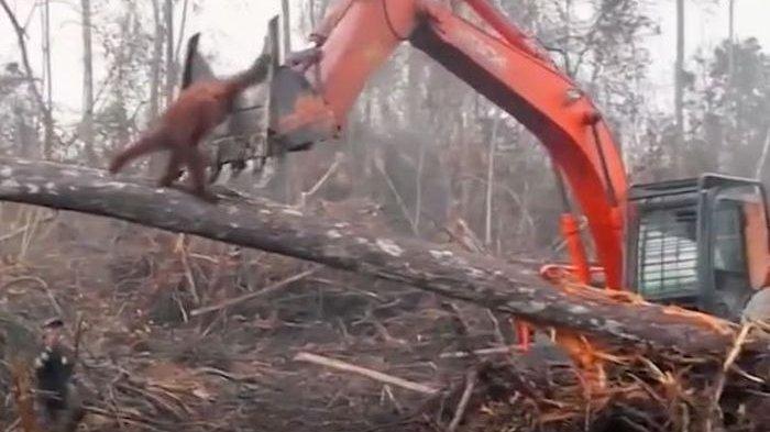 Video Mengharukan, Orangutan Ini Melawan Ekskavator yang Menebang Pohon di Habitatnya