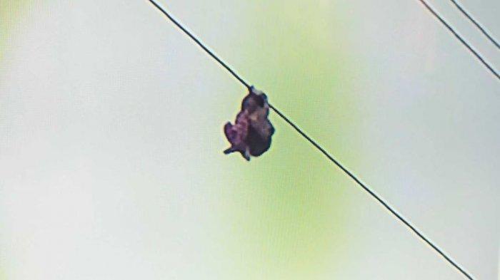 Viral Video Anak Kecil Bergelayut di Kabel Sutet di Tangerang, Tak Sadar Kalau Kabel Ditarik Petugas