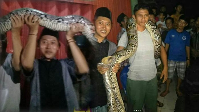Wow, Warga Curug Tangkap Ular Piton Sepanjang Delapan Meter