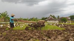 16960-Ton-Pupuk-Subsidi-Dialokasikan-Buat-Petani-Sleman.jpg