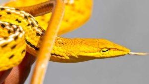 25-ARTI-MIMPI-Ular-Kuning-Masuk-Rumah-Dikejar-Ular-Kuning-dan-Berbagai-Macam-Jenis-Ular-Kuning.jpg