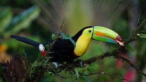 4-Arti-Mimpi-Burung-Toco-Toucan-Menurut-Primbon-Ini-Pertanda-Apa.jpg