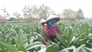 4150-Buruh-Tembakau-di-Klaten-Terima-Bantuan-Langsung-Tunai-DBHCHT-Senilai-Rp-5-Miliar.jpg