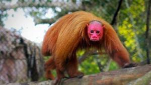 7-Arti-Mimpi-Tentang-Monyet-Muka-Merah-Menurut-Primbon-Jawa-Pertanda-Baik-atau-Buruk.jpg