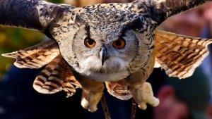 8-ARTI-MIMPI-Burung-Hantu-Menurut-Primbon-Ada-Pesan-Ilahi-untuk-Anda.jpg
