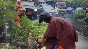 Angin-Kencang-Robohkan-Pohon-Tabebuya-di-Jalan-Brigjend-Katamso-Jogja-Lalin-Sempat-Terhambat.jpg