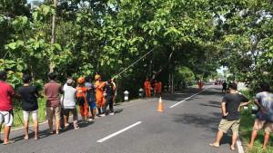 Antisipasi-Pohon-Tumbang-BPBD-Gunungkidul-Gencar-Pangkas-Pohon-Besar-Berdahan-Lebat.jpg