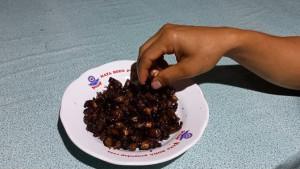 Berburu-Serangga-Puthul-saat-Musim-Hujan-Kuliner-Ekstrem-Gunungkidul-yang-Bercita-Rasa-Gurih.jpg