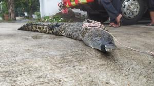 Buaya-yang-Muncul-di-Kalasan-Ternyata-Jenis-Satwa-yang-DilindungiKini-Direhabilitasi-BKSDA.jpg
