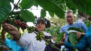 Bupati-Gunungkidul-saat-memanen-tanaman-kopi-di-Gunung-Gambar.jpg
